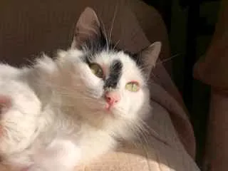 Gato ra a srd idade 7 a 11 meses nome TIM