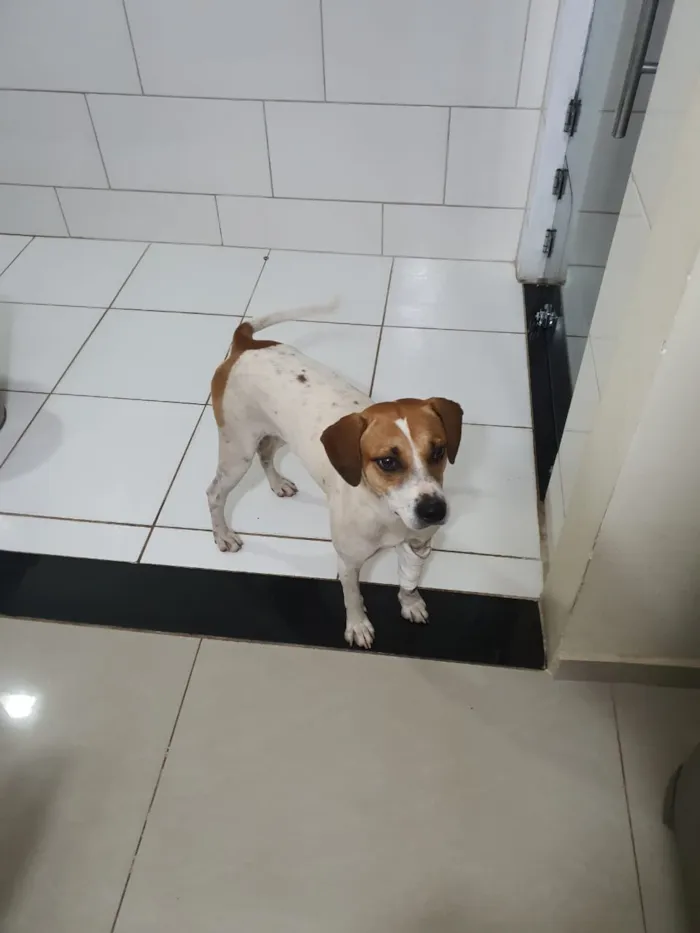 Cachorro ra a Srd idade 7 a 11 meses nome Break