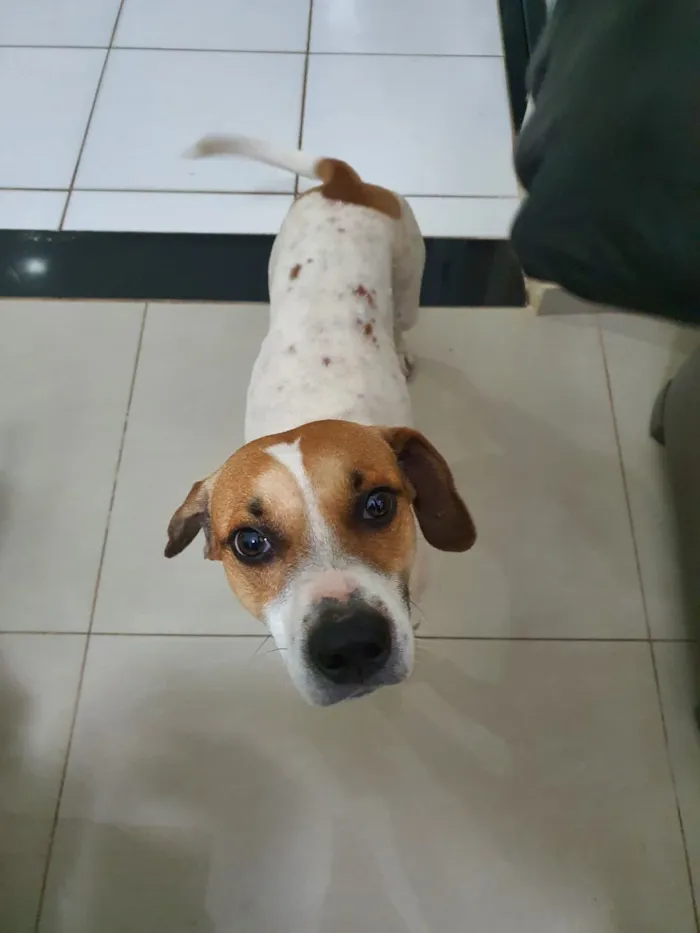 Cachorro ra a Srd idade 7 a 11 meses nome Break