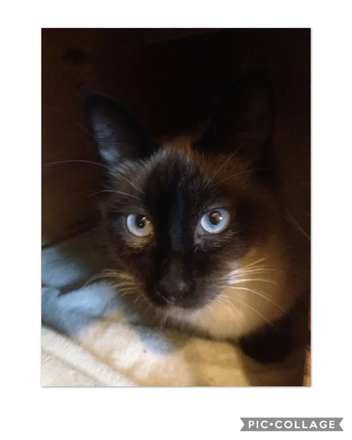 Gato ra a srd idade 7 a 11 meses nome Gatão