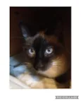 Gatão