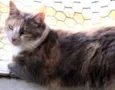 Fumaça linda gatinha
