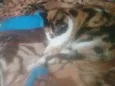 Princesa