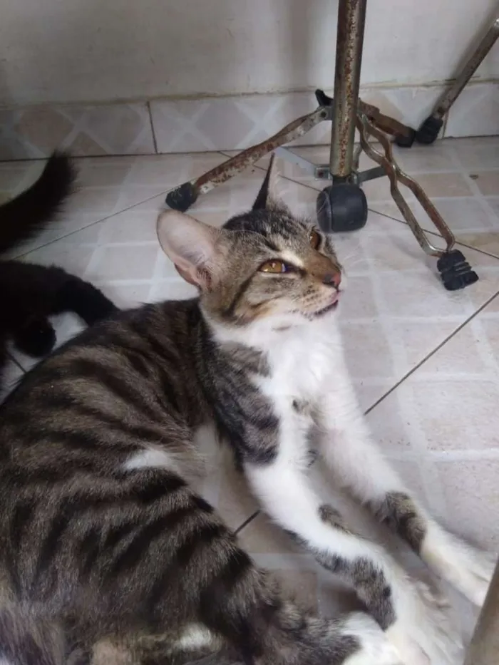 Gato ra a  idade 7 a 11 meses nome Lara