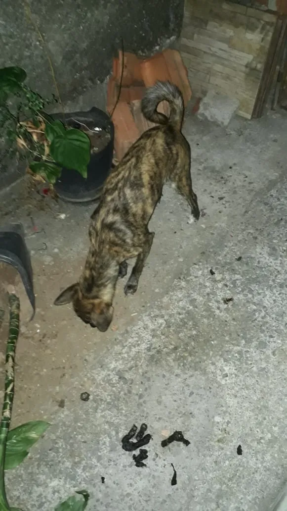 Cachorro ra a Vira lata idade 1 ano nome Mel