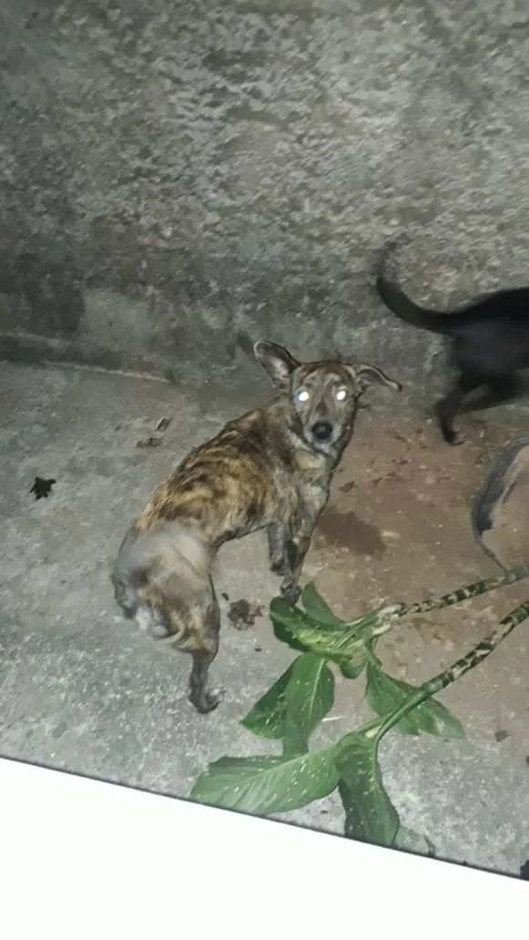 Cachorro ra a Vira lata idade 1 ano nome Mel