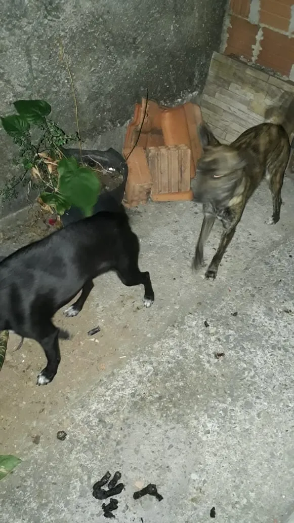 Cachorro ra a Vira lata idade 1 ano nome Mel