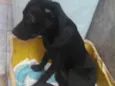 Filó 