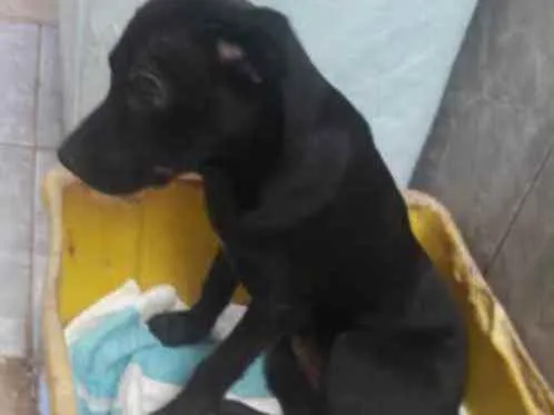 Cachorro raça Indefinida idade 2 a 6 meses nome Filó 