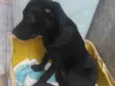 Filó 