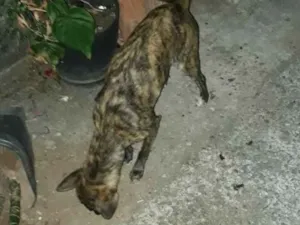 Cachorro raça Vira lata idade 1 ano nome Mel