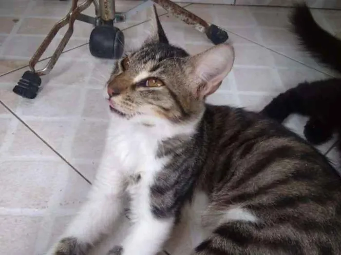 Gato ra a  idade 7 a 11 meses nome Lara