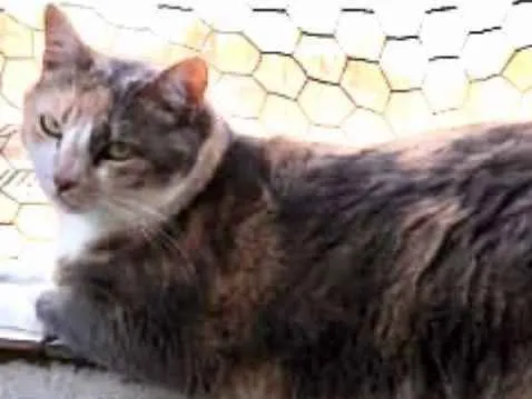 Gato ra a Tricolor srd  idade 1 ano nome Fumaça linda gatinha
