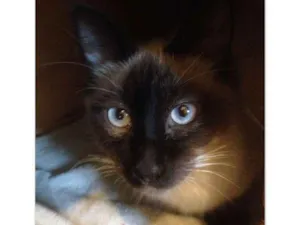 Gato raça srd idade 7 a 11 meses nome Gatão