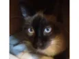 Gatão