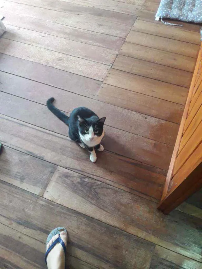 Gato raça  idade  nome Frajola
