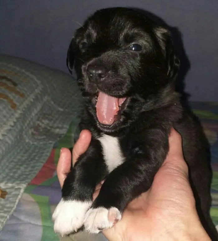 Cachorro ra a Srd idade Abaixo de 2 meses nome Boss