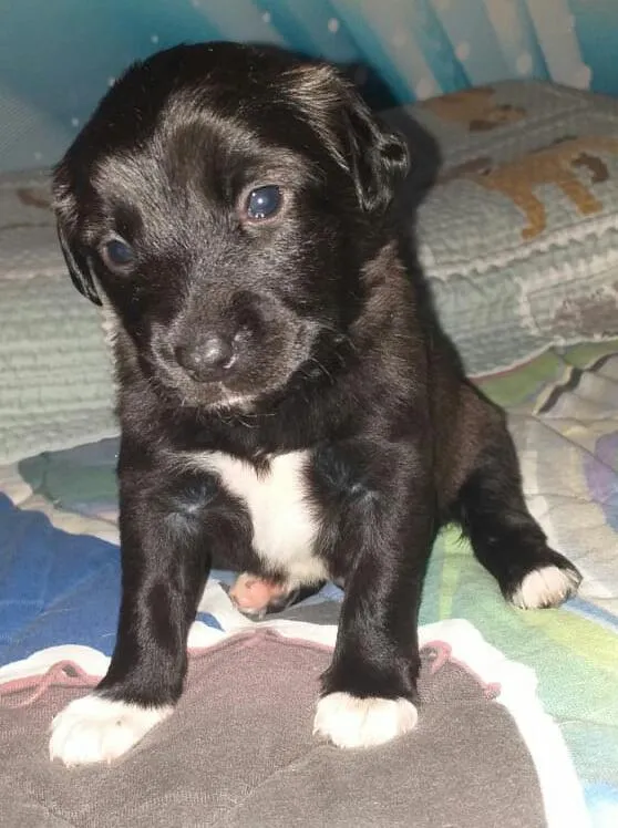 Cachorro ra a Srd idade Abaixo de 2 meses nome Boss