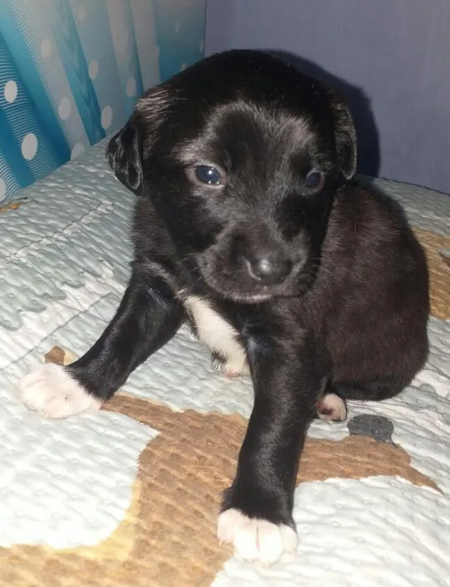 Cachorro ra a Srd idade Abaixo de 2 meses nome Boss