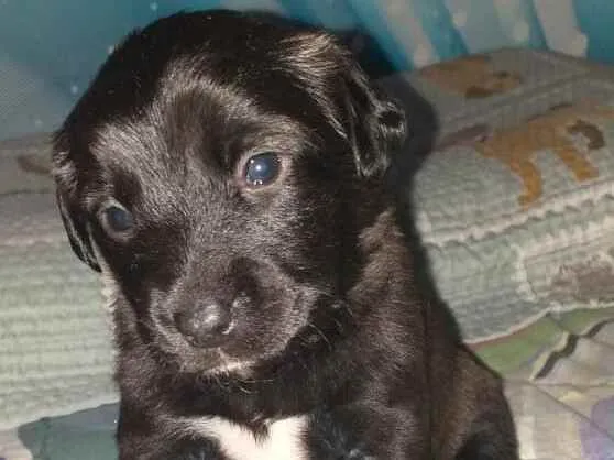 Cachorro ra a Srd idade Abaixo de 2 meses nome Boss
