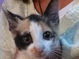 Gato raça SRD idade 2 a 6 meses nome Shakira 