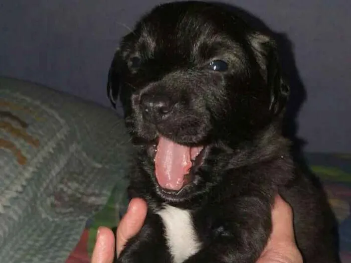 Cachorro ra a Srd idade Abaixo de 2 meses nome Boss