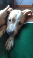 Largadinho