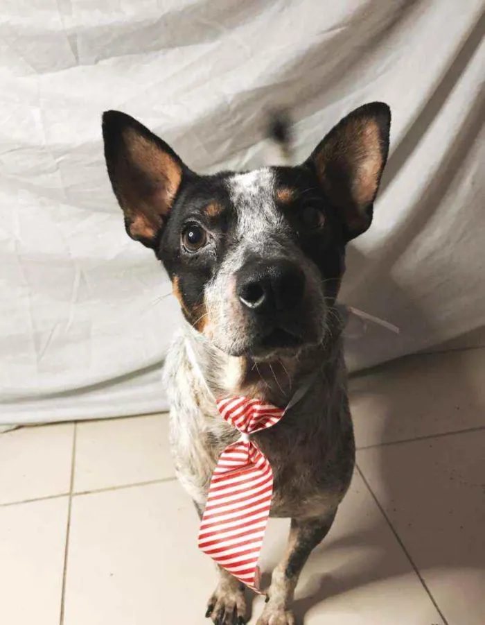 Cachorro ra a Vira-Lata idade 2 anos nome Luan