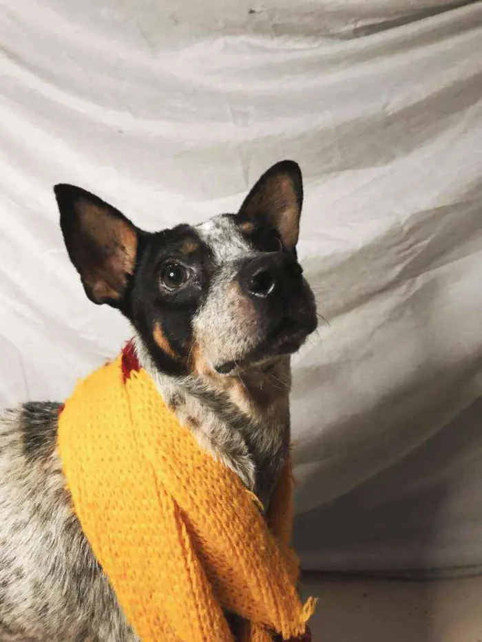 Cachorro ra a Vira-Lata idade 2 anos nome Luan
