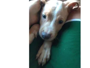 Cachorro raça Canino idade 2 a 6 meses nome Largadinho