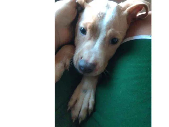 Cachorro ra a Canino idade 2 a 6 meses nome Largadinho