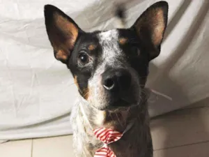 Cachorro raça Vira-Lata idade 2 anos nome Luan