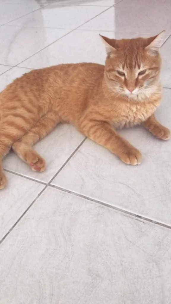 Gato ra a Indefinida  idade 1 ano nome Naruto 