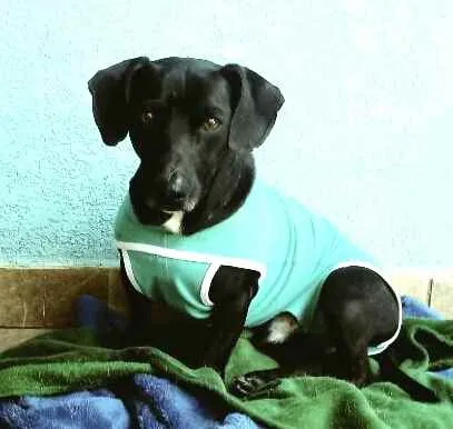 Cachorro ra a  idade 1 ano nome Nego 