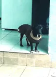 Nego