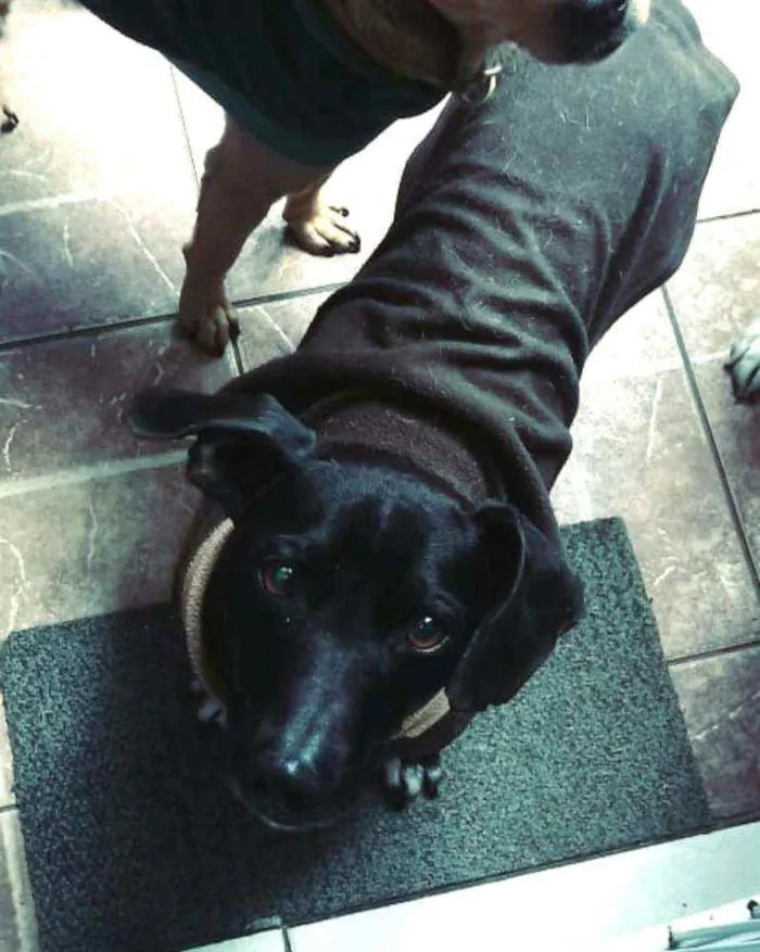 Cachorro ra a  idade 1 ano nome Nego 