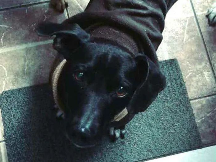 Cachorro ra a  idade 1 ano nome Nego 