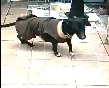 Cachorro ra a  idade 1 ano nome Nego 