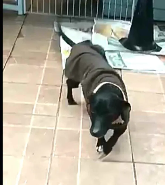 Cachorro ra a  idade 1 ano nome Nego 