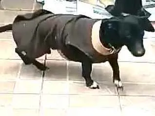Cachorro ra a  idade 1 ano nome Nego 