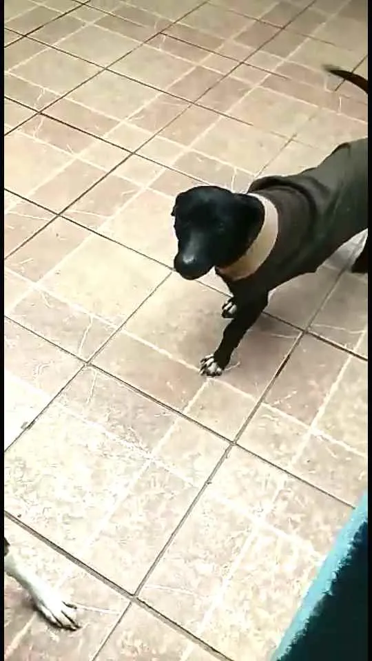 Cachorro ra a  idade 1 ano nome Nego 