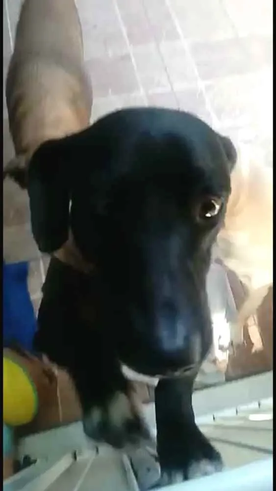 Cachorro ra a  idade 1 ano nome Nego 