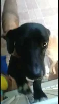 Nego