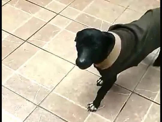 Cachorro ra a  idade 1 ano nome Nego 