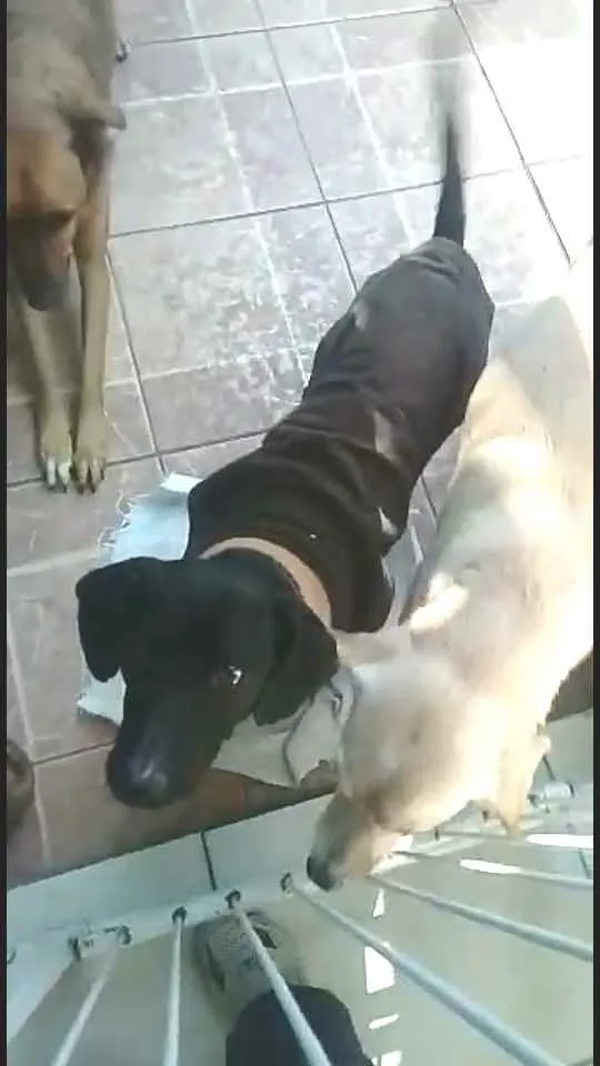 Cachorro ra a  idade 1 ano nome Nego 