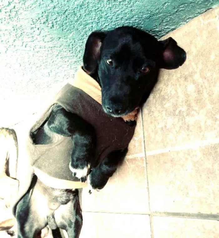 Cachorro ra a  idade 1 ano nome Nego 