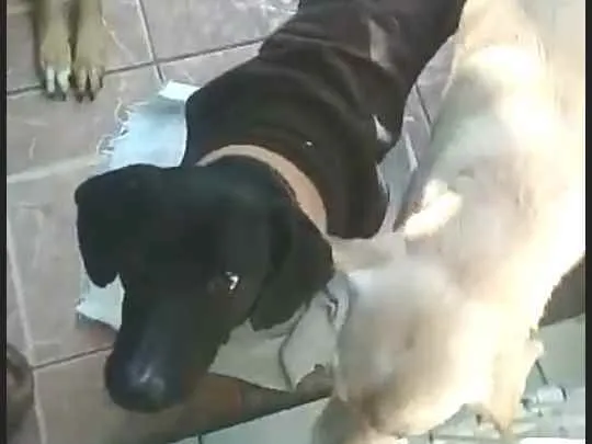 Cachorro ra a  idade 1 ano nome Nego 