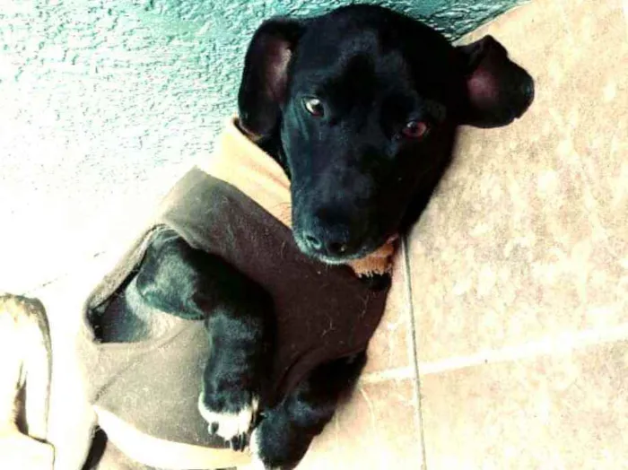 Cachorro ra a  idade 1 ano nome Nego 