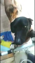 Nego