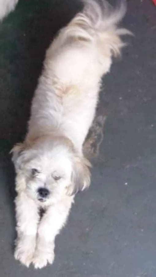 Cachorro ra a Lasha Apso idade 3 anos nome Joãozinho